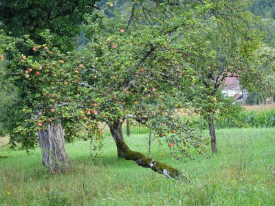 19-8-17-apple tree.JPG