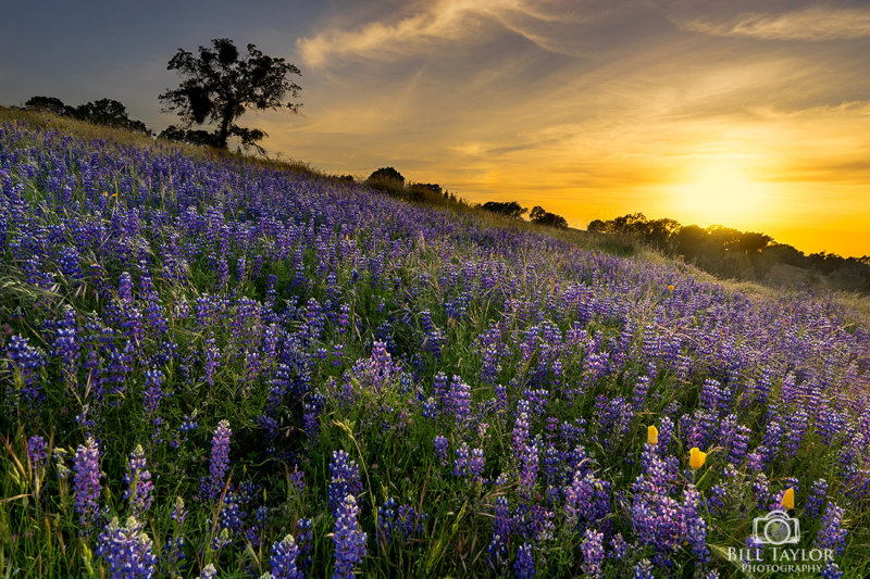 Wild Lupine