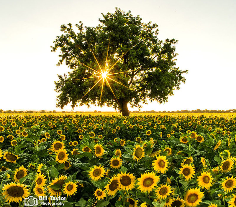 Sacramento Valley Sunflowers