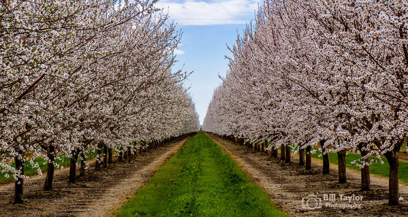 Almond Orchard