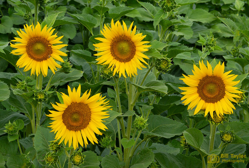Sunflowers 2018