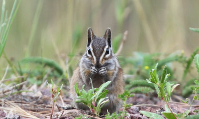 Chipmunk