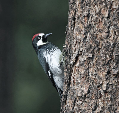 Acorn woodpecker