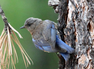 Western bluebird