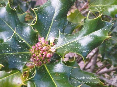 170 Holly buds in April with pollen