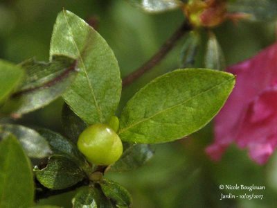 Galle de l'Azalée - Exobasidium vaccinii and Exobasidium azaleae
