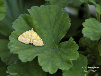 YELLOW SHELL - CAMPTOGRAMMA BILINEATA - BROCATELLE D'OR