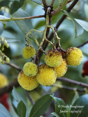 661-Strawberry tree - Arbustus unedo - Arbousier 
