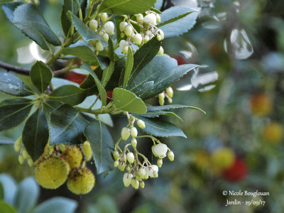 662-Strawberry tree - Arbustus unedo - Arbousier 