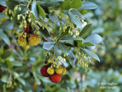 663-Strawberry tree - Arbustus unedo - Arbousier 