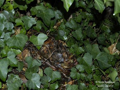 688-Hedgehog-winter-nest
