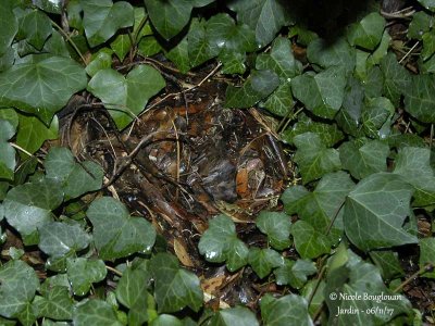 689-Hedgehog-winter-nest