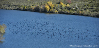 Great Cormorant colony