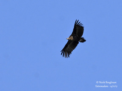 Cinereous Vulture - Aegypius monachus - Vautour moine