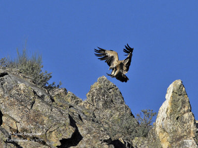 Birding in Spain - Extremadura and Monfragüe Park - Aragon - Navarra - Doñana - Villafáfila...  Trip reports