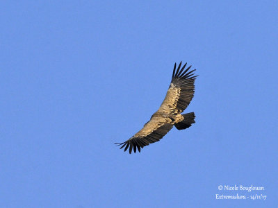 Griffon Vulture - Gyps fulvus - Vautour fauve