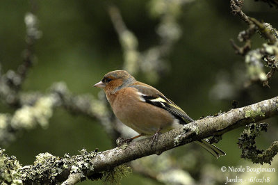 1824 COMMON CHAFFINCH male