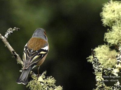 2002 COMMON CHAFFINCH male