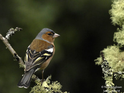 2003 COMMON CHAFFINCH male
