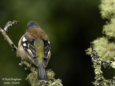 2012 COMMON CHAFFINCH male