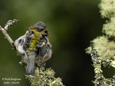 2013 COMMON CHAFFINCH male