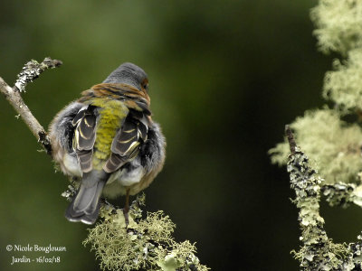 2014 COMMON CHAFFINCH male