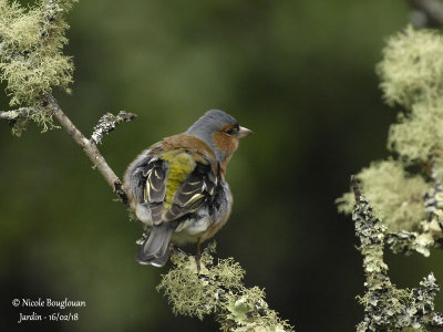 2015 COMMON CHAFFINCH male