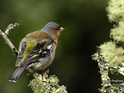 2016 COMMON CHAFFINCH male