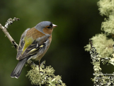 2020 COMMON CHAFFINCH male
