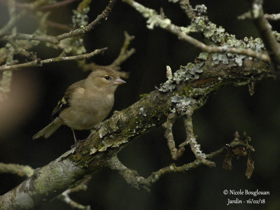 COMMON CHAFFINCH - FRINGILLA COELEBS - PINSON DES ARBRES