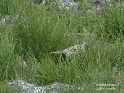 841 - COMMON-PHEASANT- F and young