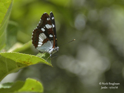 SOUTHERN WHITE ADMIRAL - AZURITIS REDUCTA - SYLVAIN AZURE