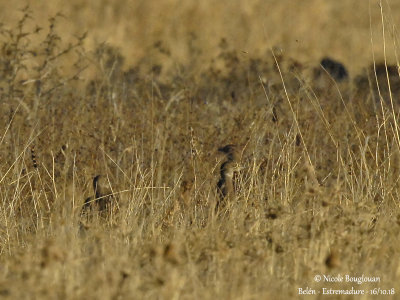 Little Bustard - Tetrax tetrax - Outarde canepetière