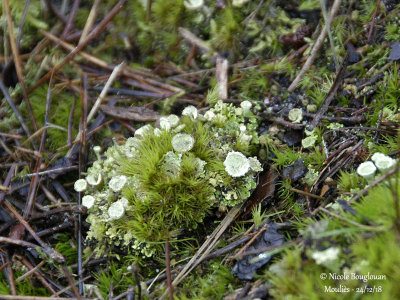 MOSSES - LICHENS AND PARASITIC PLANTS
