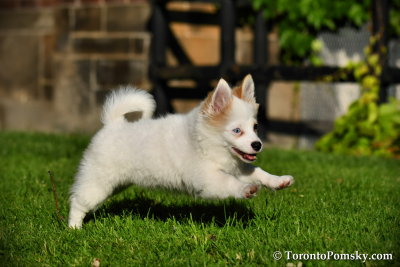Blue Eyed Pomsky puppies - Pomeranian Husky - Pomskies