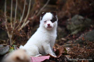 Blue eyed female Pomsky puppy