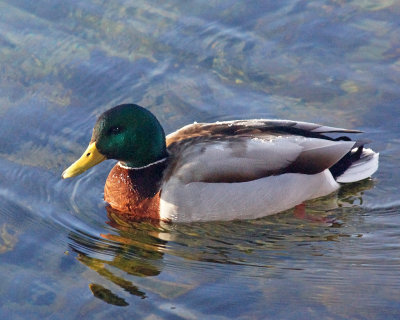 Mallards 09040 copy.jpg