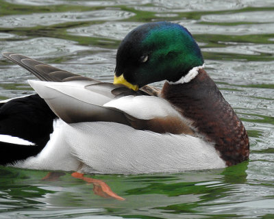 Mallards 0046 copy.jpg