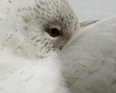 Ring-billed Gull 0032 copy.jpg