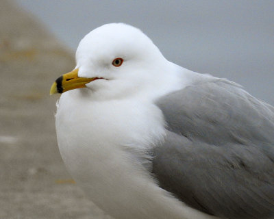 Ring-billed Gull 0035 copy.jpg