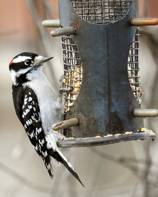 Downy Woodpecker 0146 copy.jpg