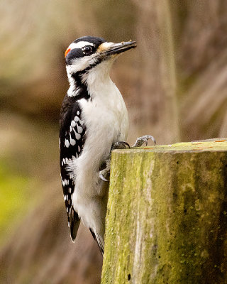 Downy Woodpecker 09095 copy.jpg