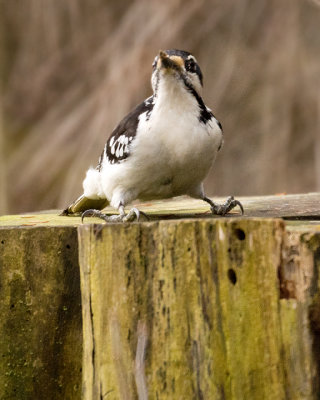 Downy Woodpecker 09096 copy.jpg