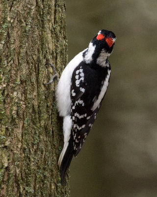 Downy Woodpecker 09103 copy.jpg