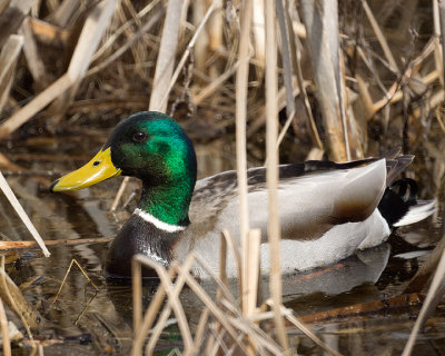 Mallards 09087 copy.jpg