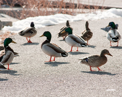 Mallards 07974 copy.jpg