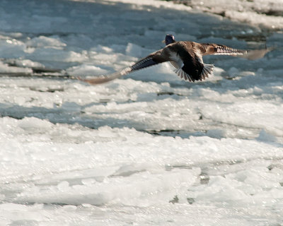 Mallards 07979 copy.jpg