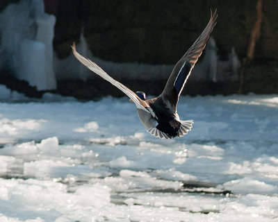 Mallards 07980 copy.jpg