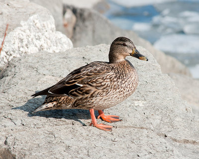 Mallards 07981 copy.jpg