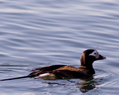 Longtailed Duck 09325 copy.jpg